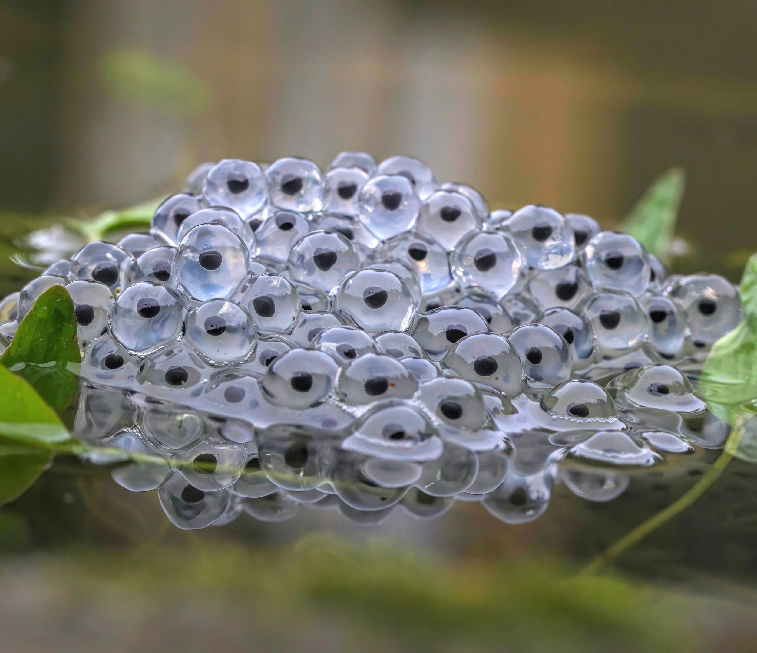 A spare gene became the master sex switch in frogs