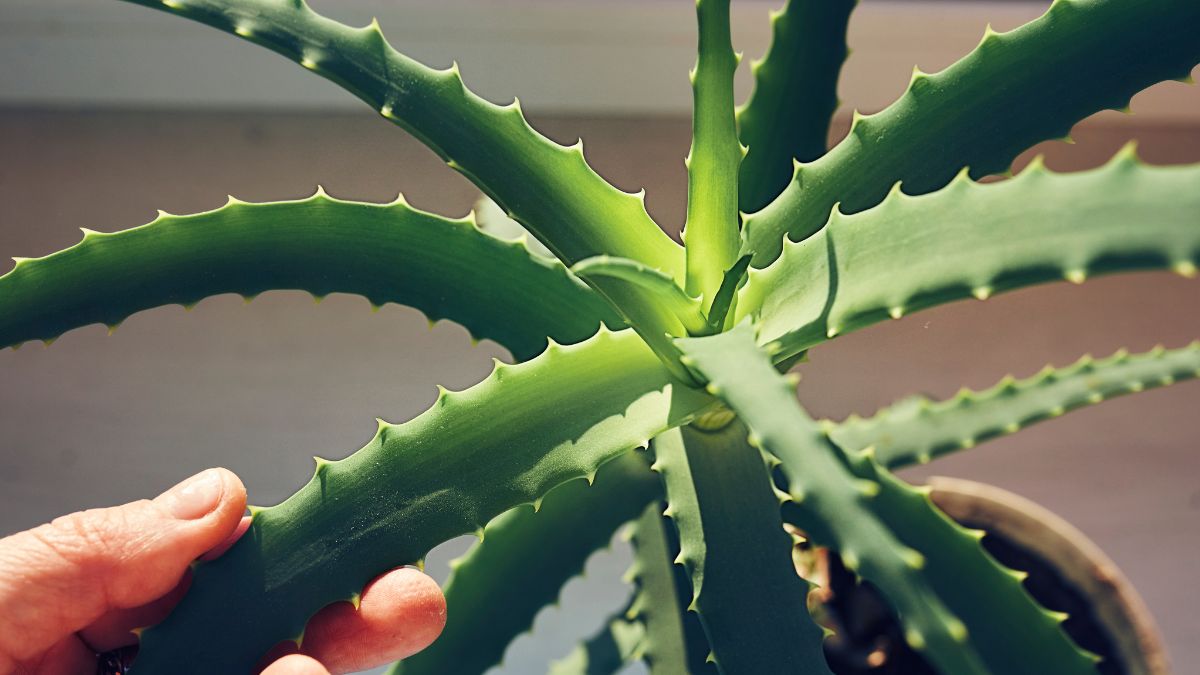 Aloe Vera Compound May Help Fight Alzheimer’s Disease, Simulations Suggest : ScienceAlert