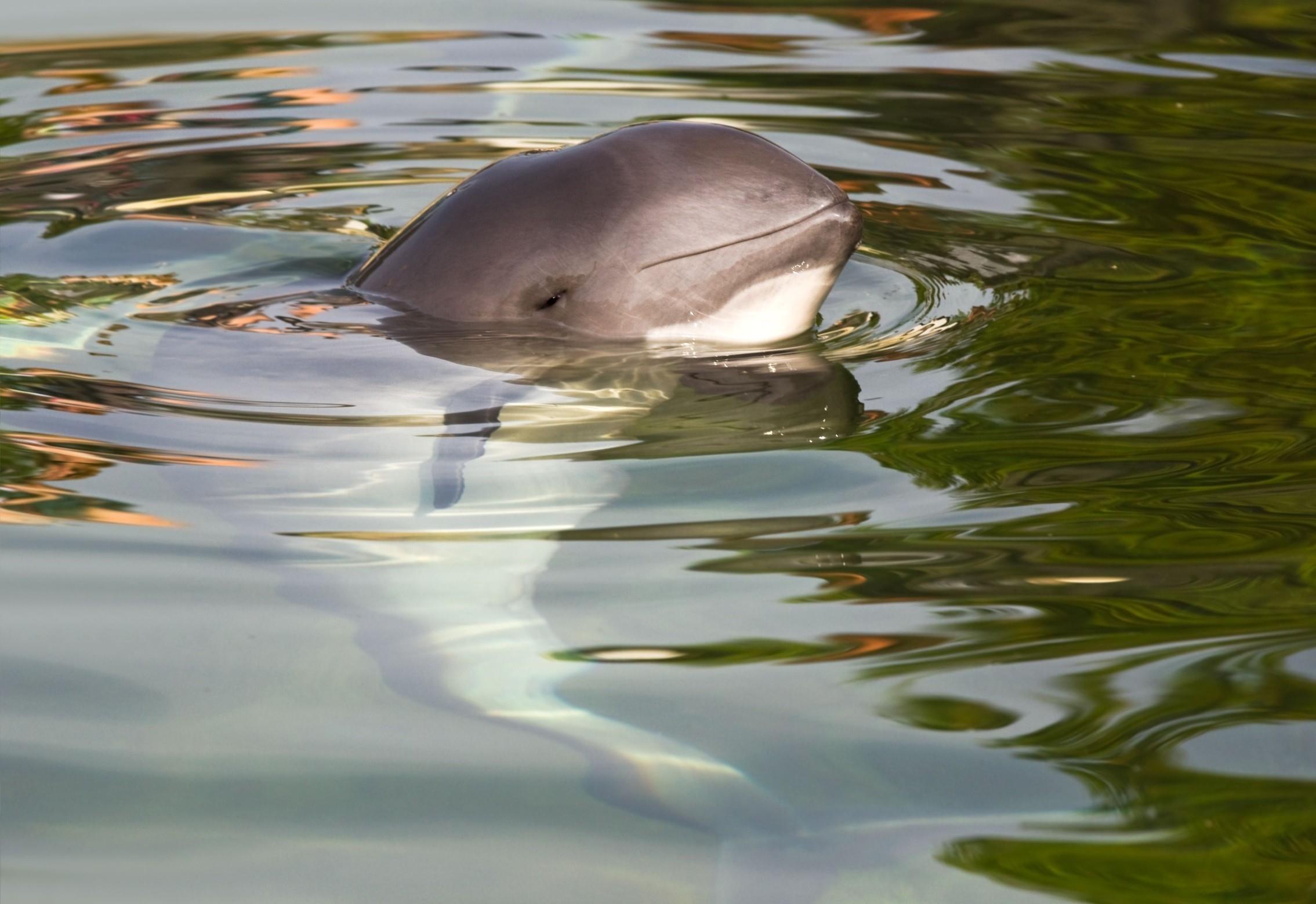 Boats are drastically changing how harbor porpoises hunt and feed