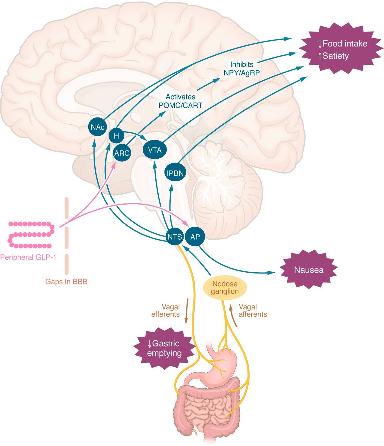 How GLP-1 drugs affect the body beyond weight loss and glucose control