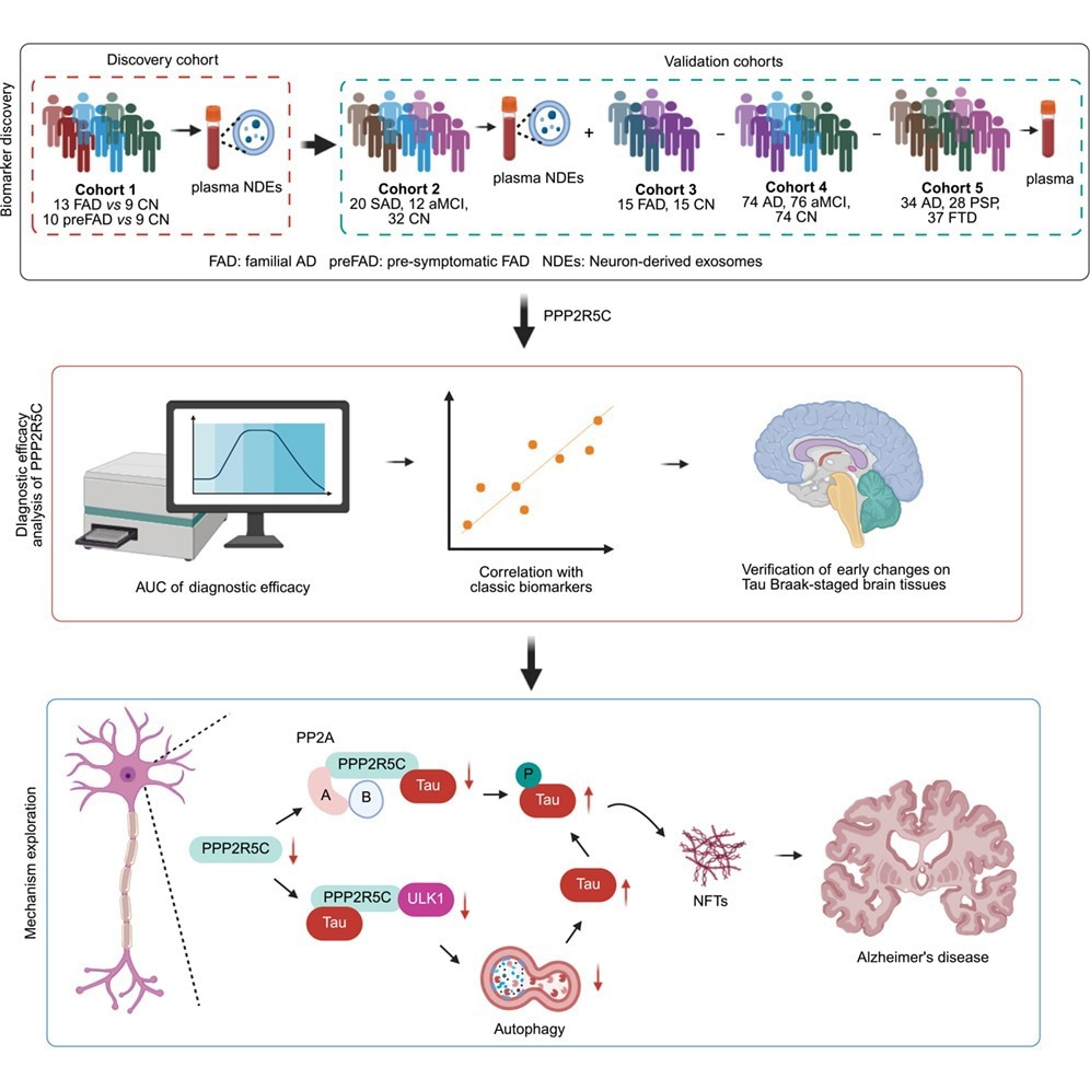 Study identifies PPP2R5C blood marker that may detect Alzheimer’s disease earlier