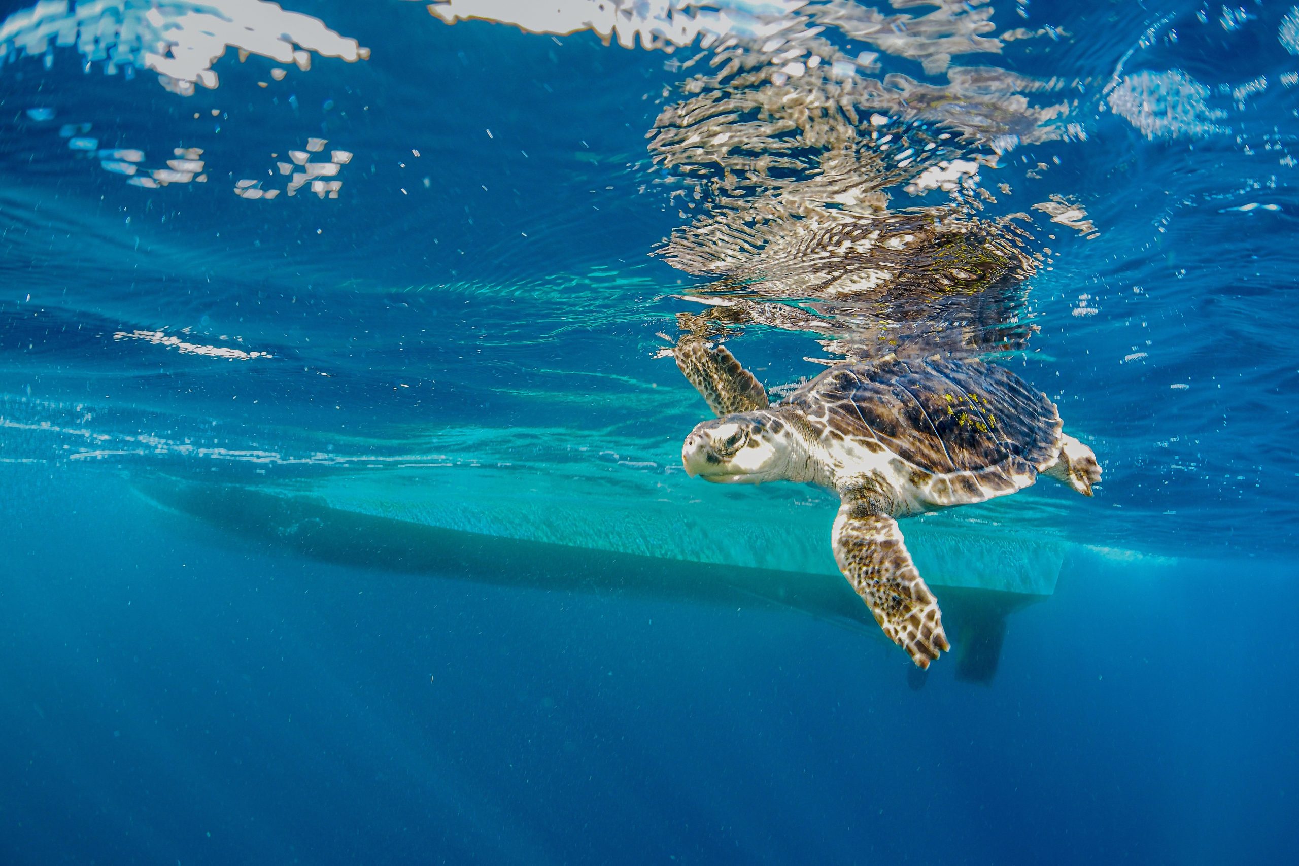 A Hearing Test for the World’s Rarest Sea Turtle