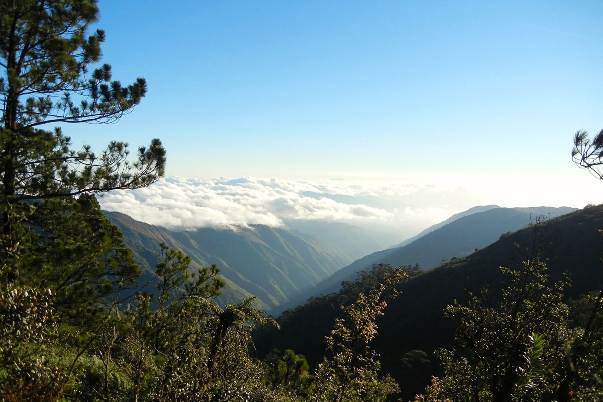 1.6 million years ago, a bird flew over this mountain range in Haiti. It helped create a plant wonderland