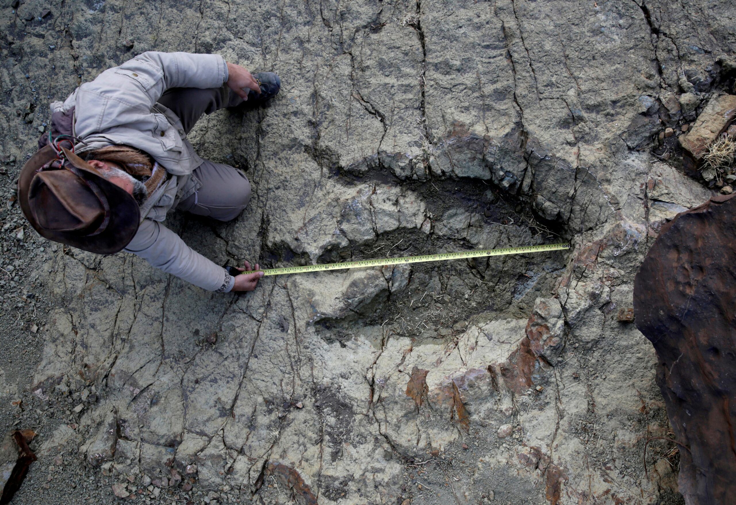 New AI Method Identifies Which Dinosaurs Left Which Footprints