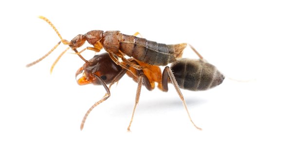 Beetles Go Stealth Mode to Infiltrate Ant Societies