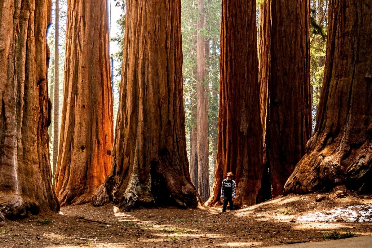 10 epic photos of the most monumental trees on Earth