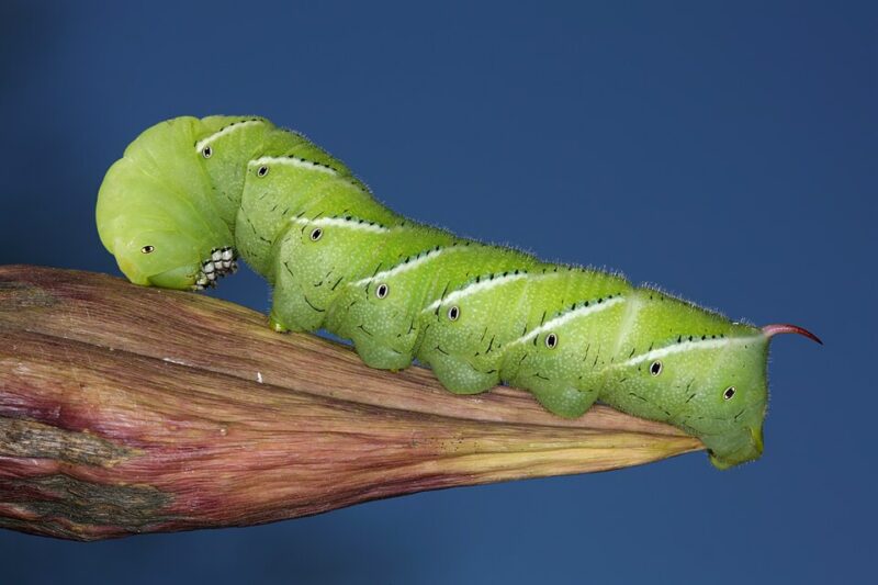 Scientists discover these caterpillars hear through hairs