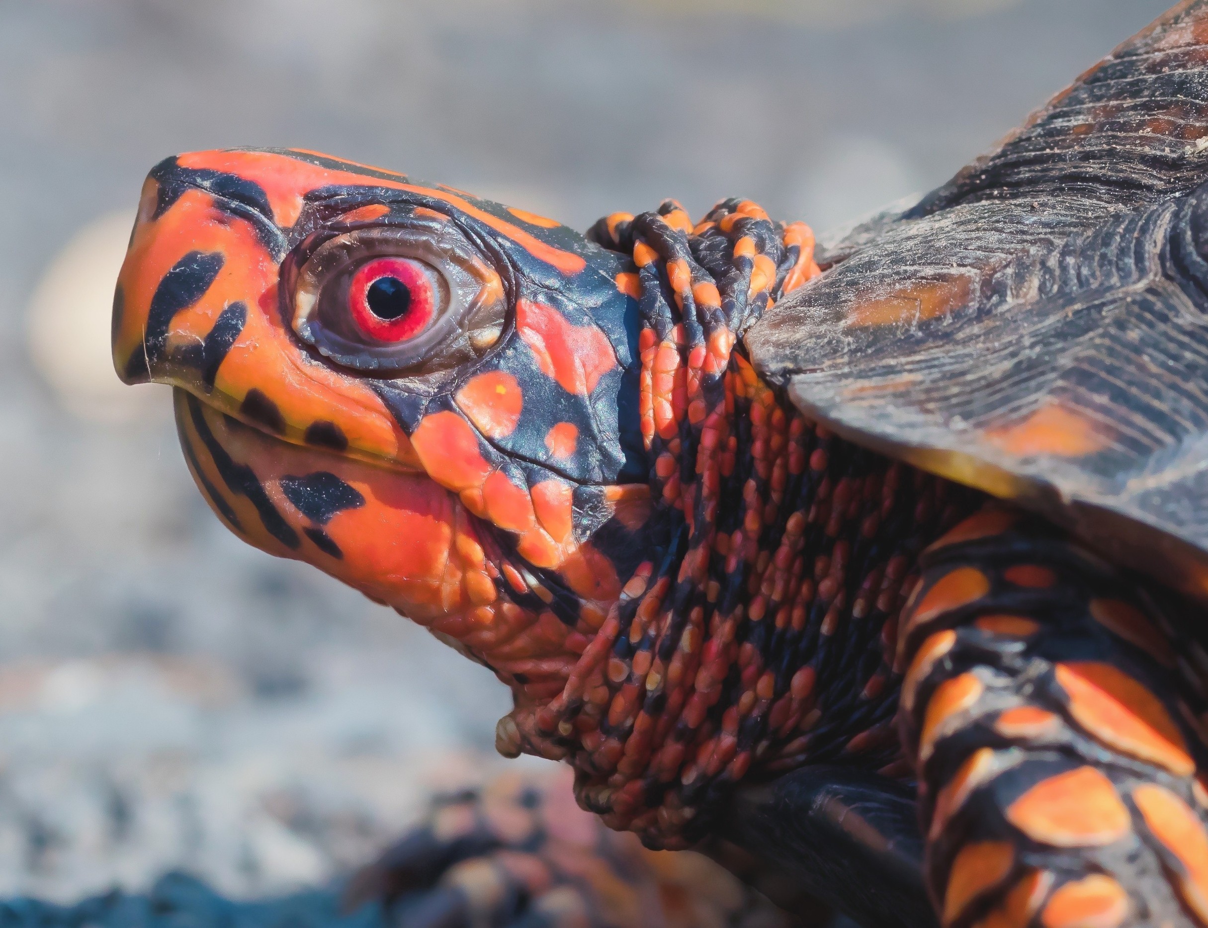 Turtle brains reveal ancient visual processing