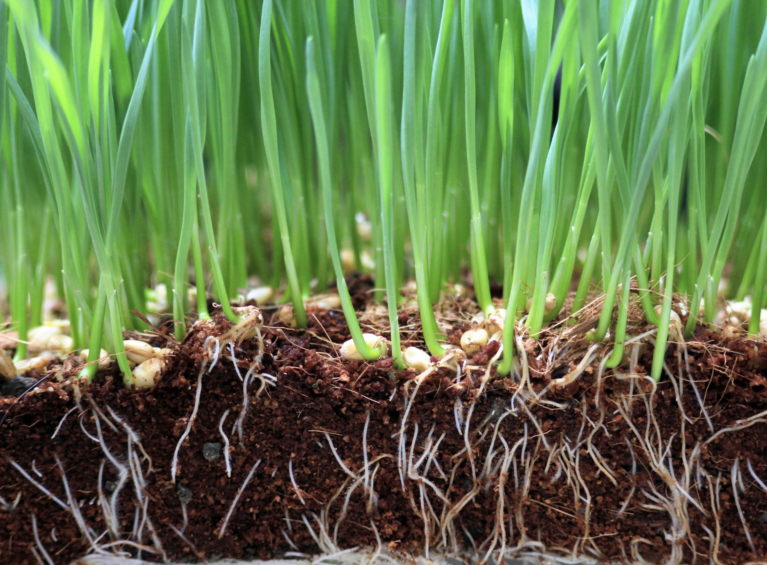 Wheat and microbes wage an underground soil war over fertilizer
