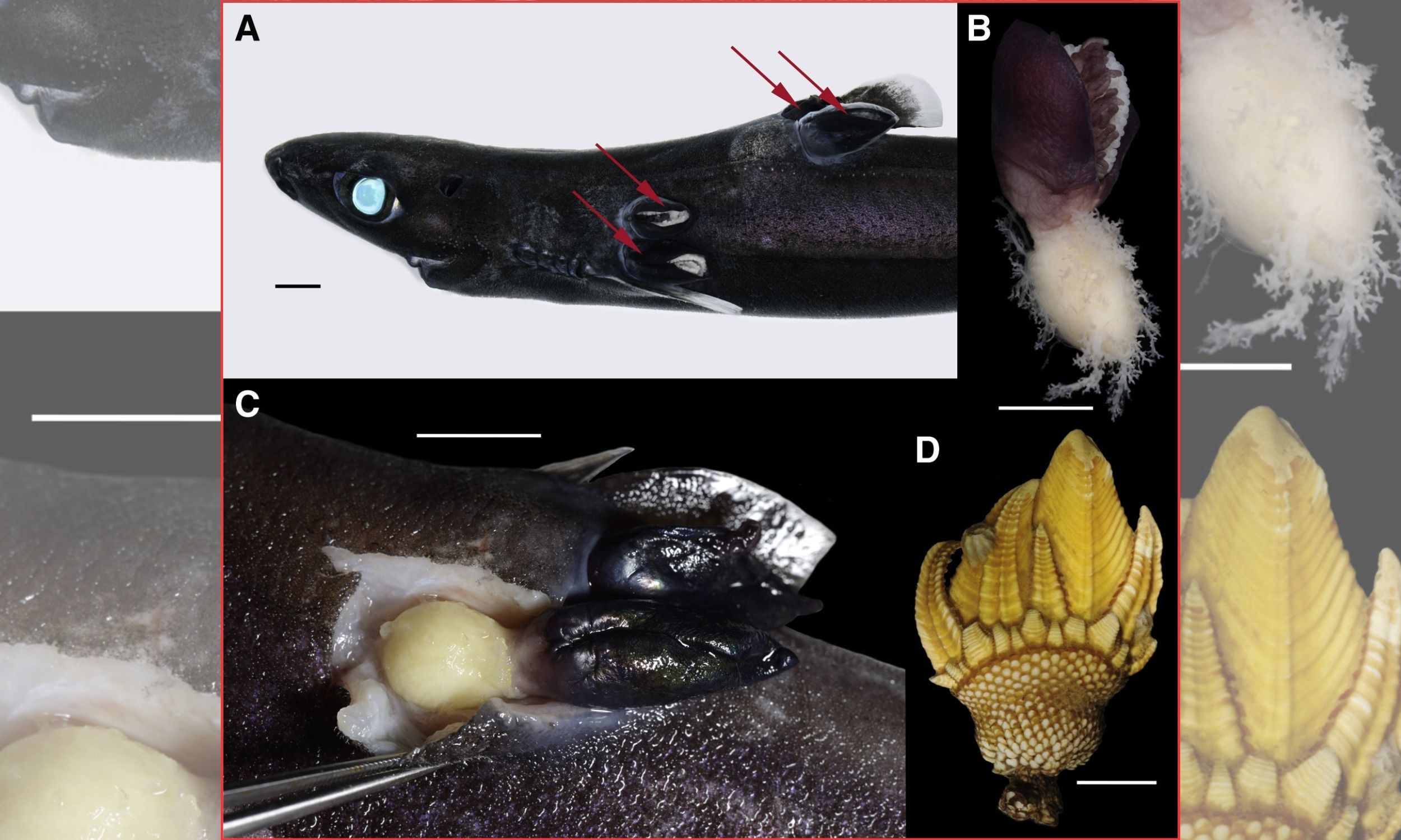 Completely new life form is wreaking havoc on deep-sea sharks