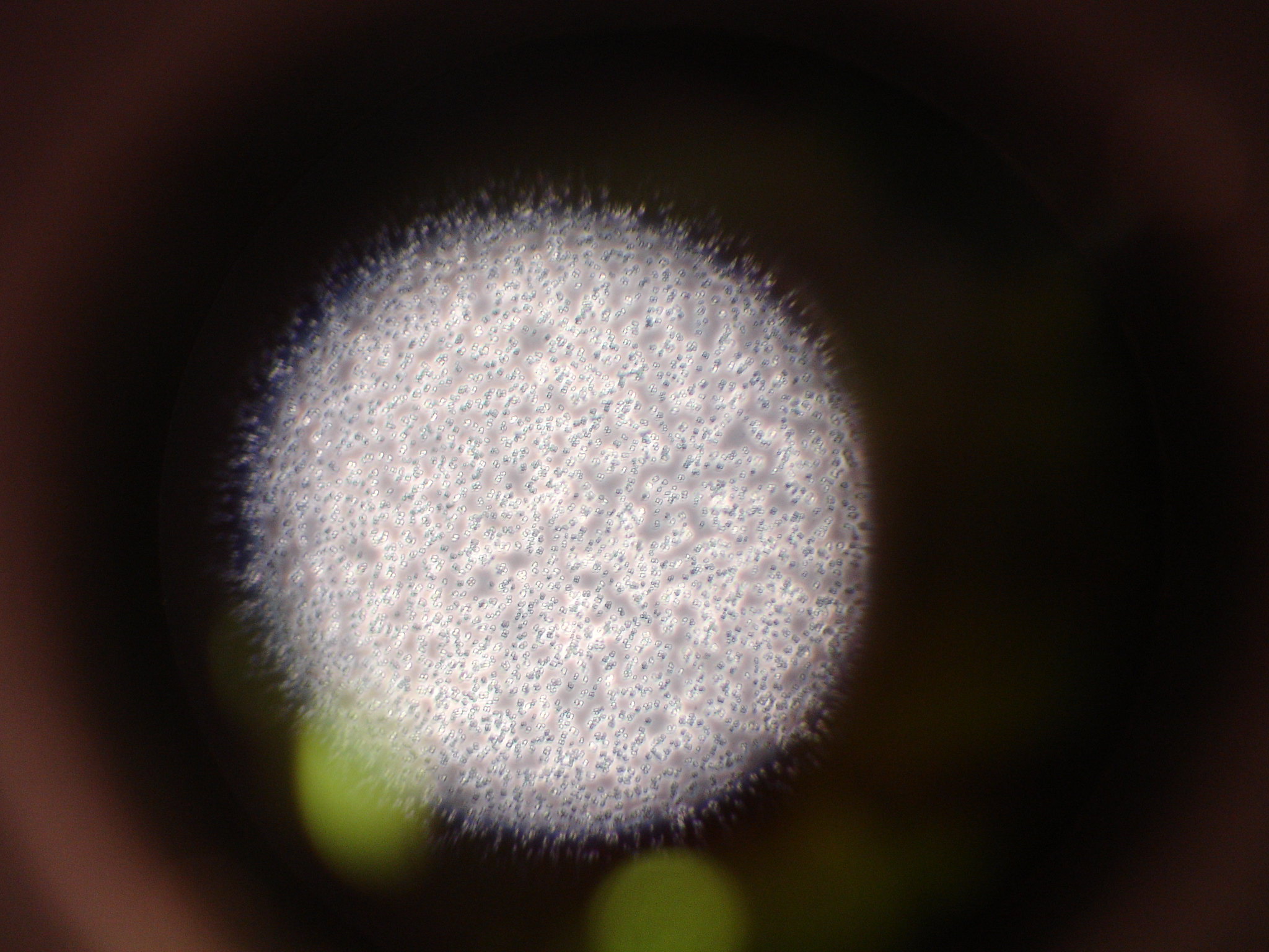 Colombian Chemist Discovers How Bacteria’s Natural UV Protection Works