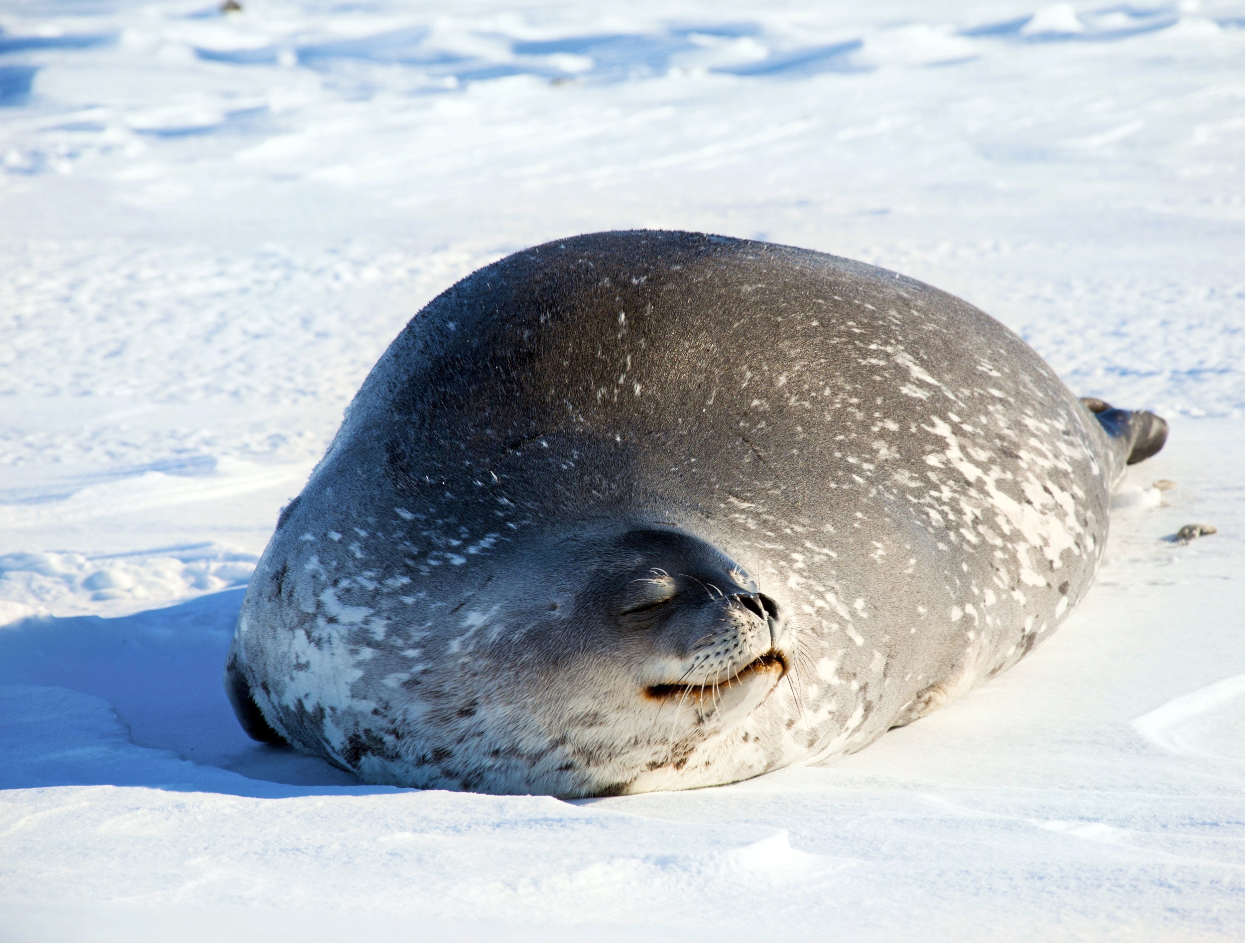 Warming Arctic leaves ringed seals vulnerable to toxic buildup