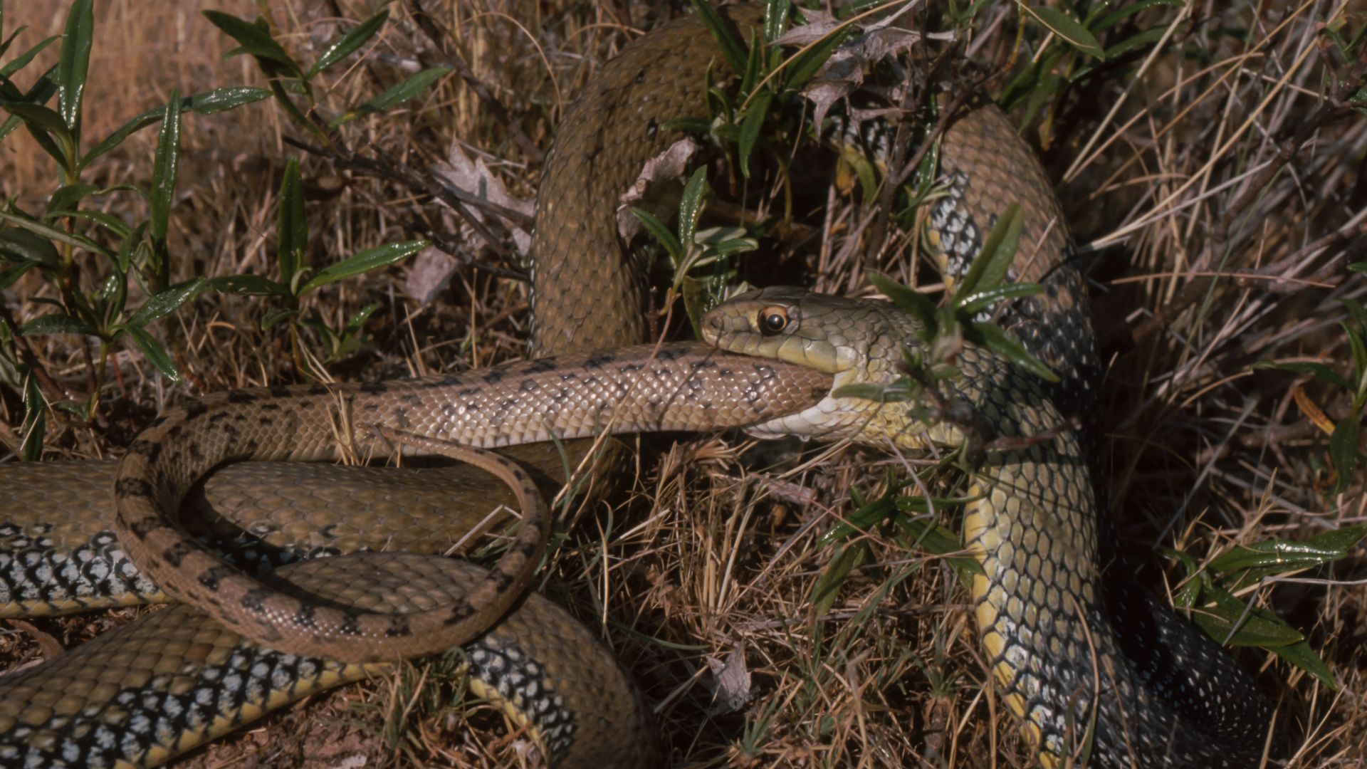 Snakes keep evolving into cannibals — here’s what scientists think is going on