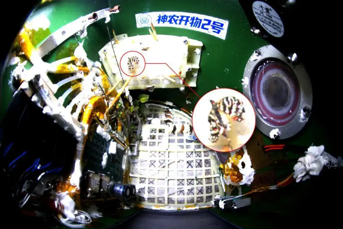 Butterfly Completes Its Entire Metamorphosis While Orbiting Earth on Chinese Experiment