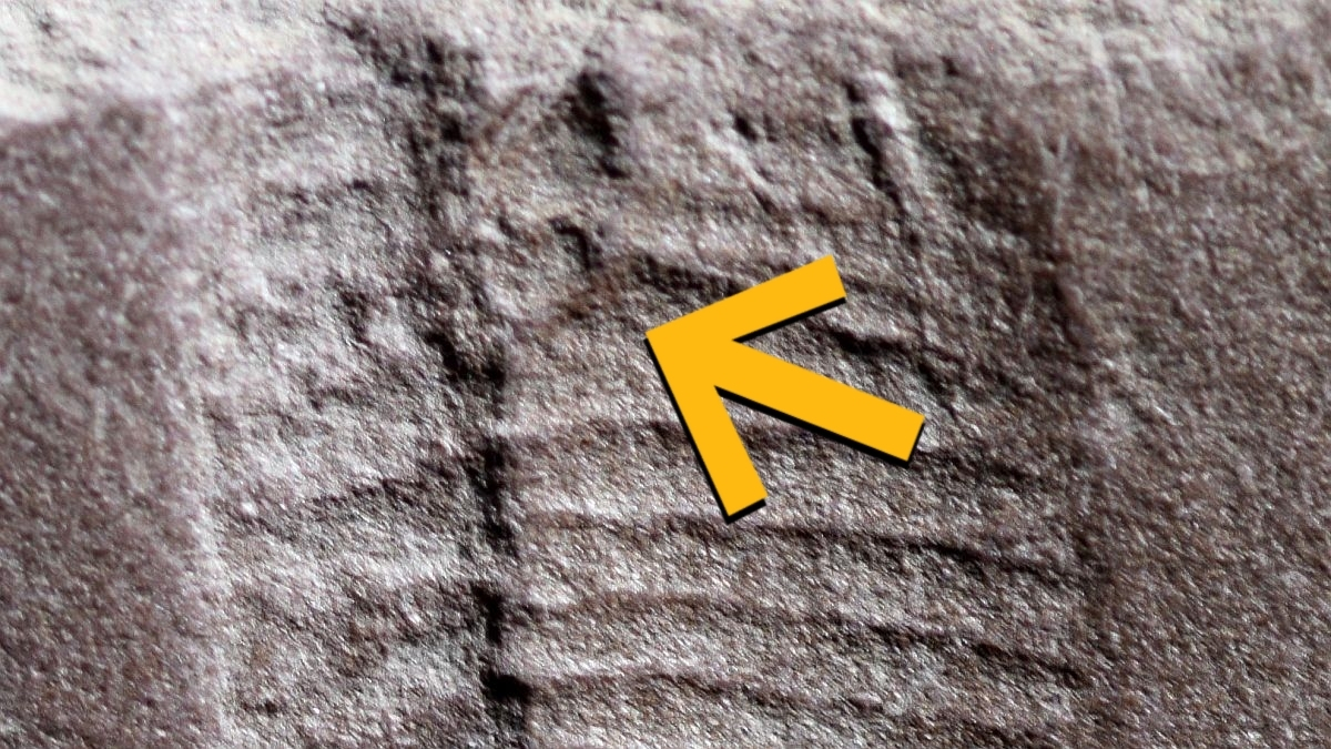 Oldest Fossilized Butthole Found in 290-Million-Year-Old Reptile : ScienceAlert