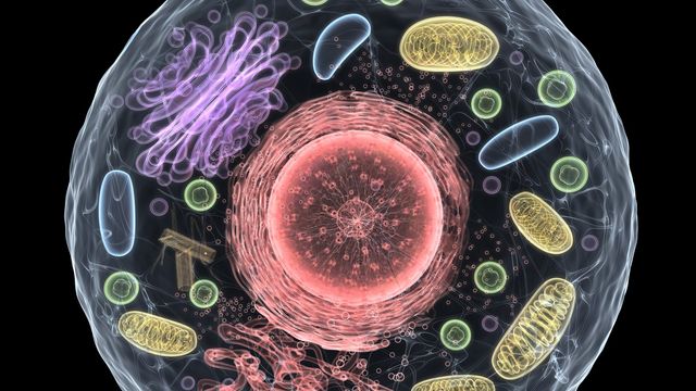 Endoplasmic Reticulum’s Role in Aging Uncovered