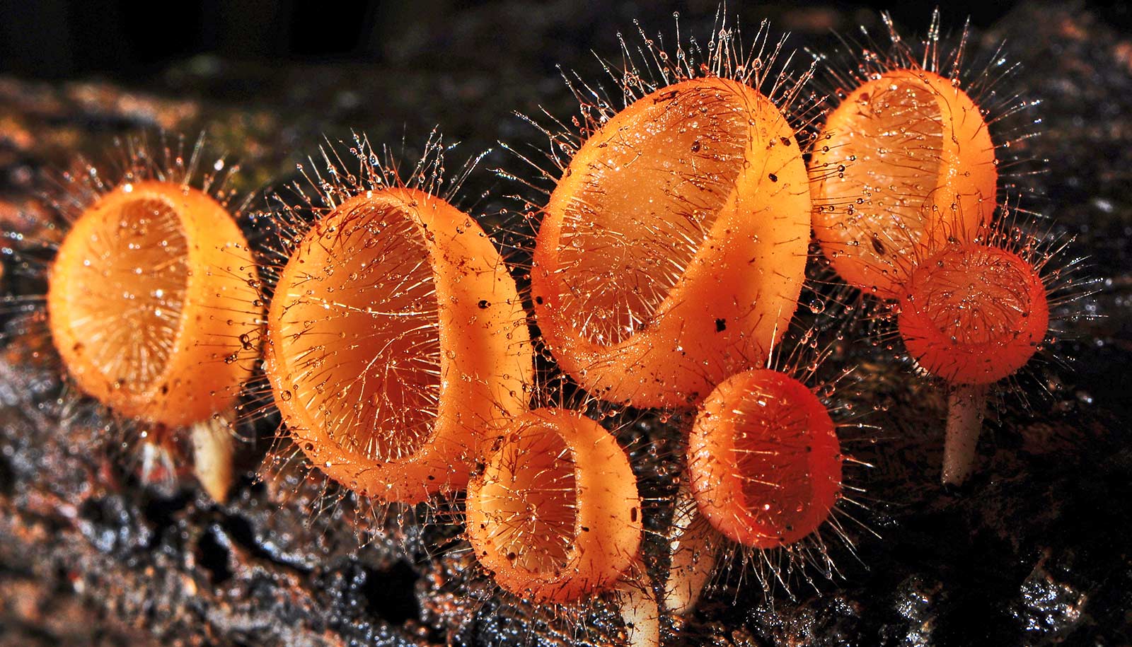 Team uncovers secret of fungi that eats charcoal