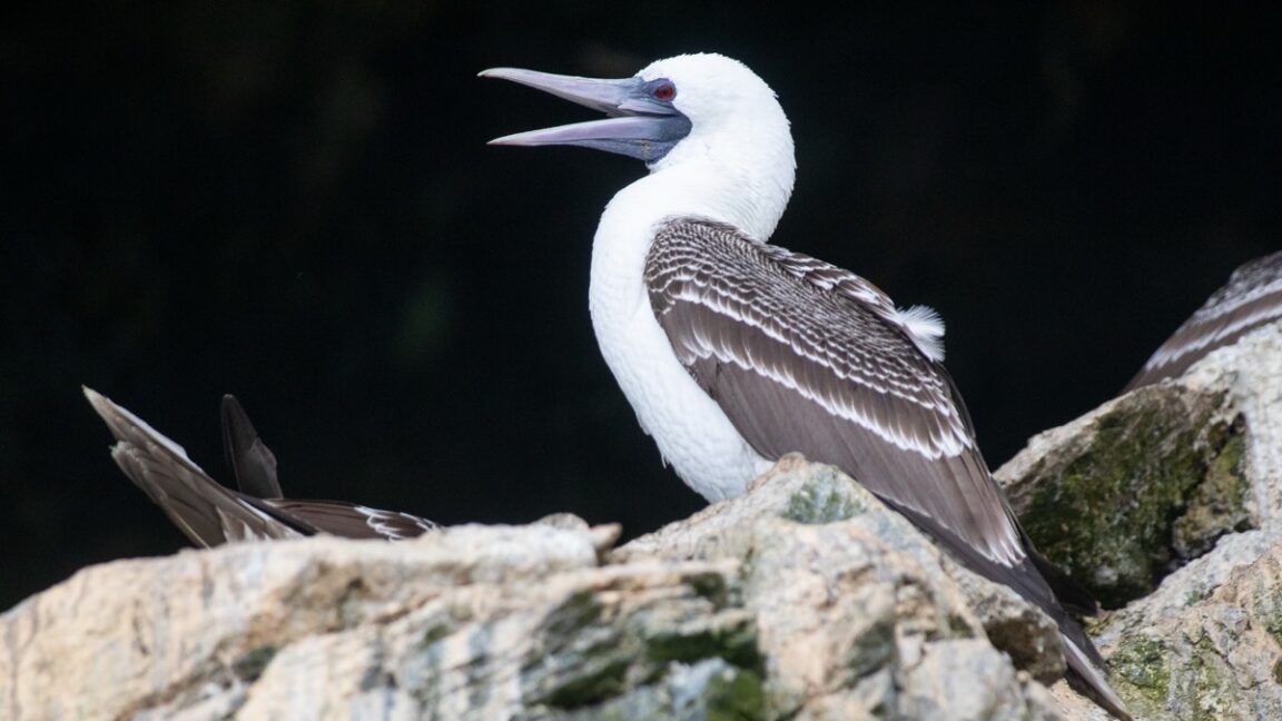 Did seabird poop fuel rise of Chincha in Peru?