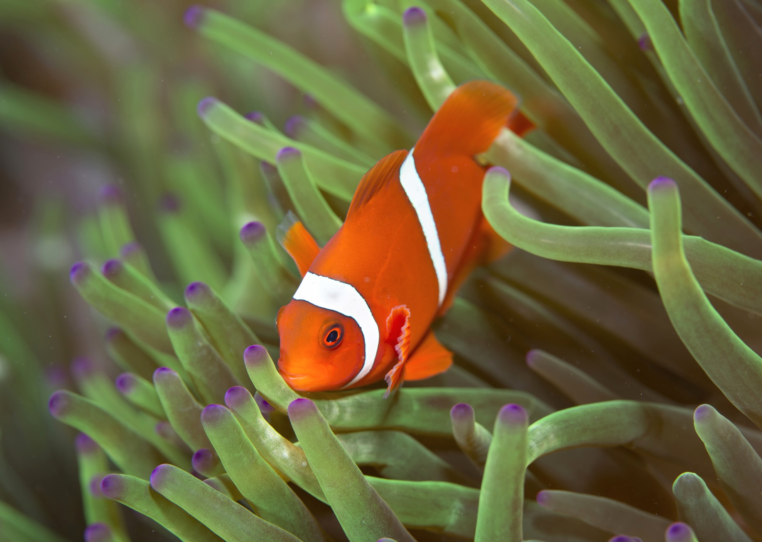 Young clownfish change their stripes based on social pressure
