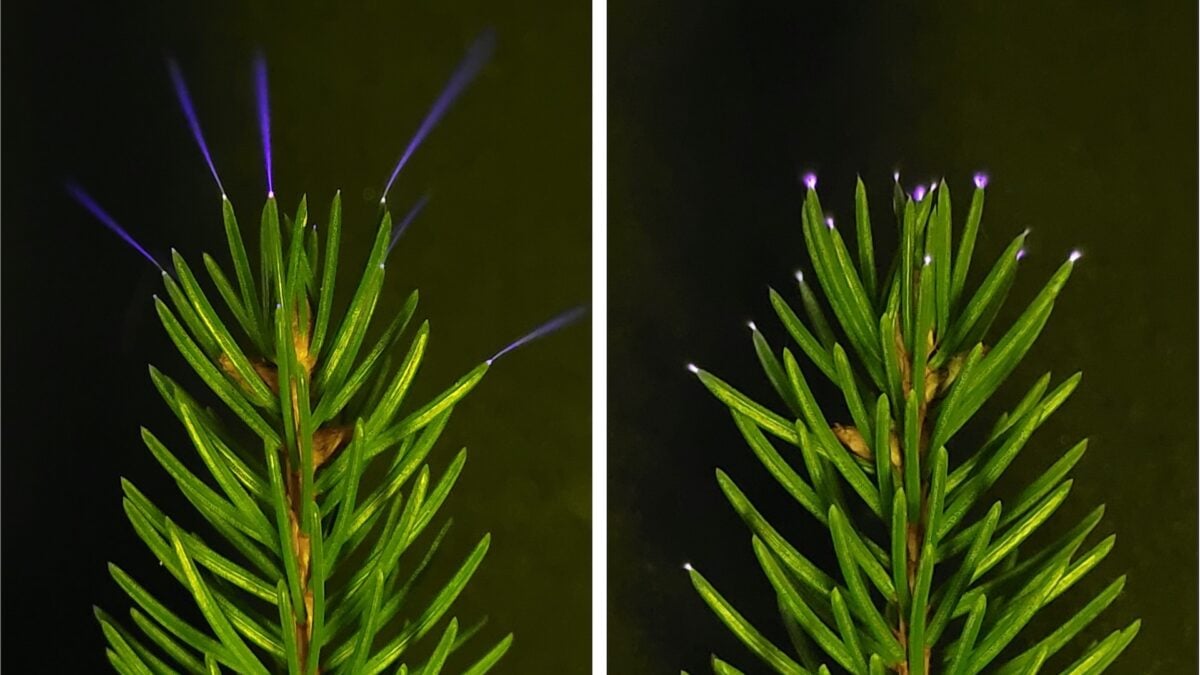 Scientists Just Caught Trees Firing Off Ultraviolet Sparkles During Thunderstorms