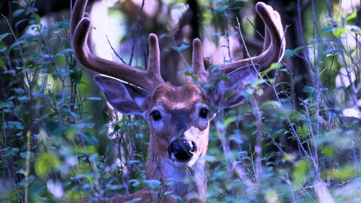 Deer Create Mysterious Ultraviolet Signals That Glow in Forests : ScienceAlert