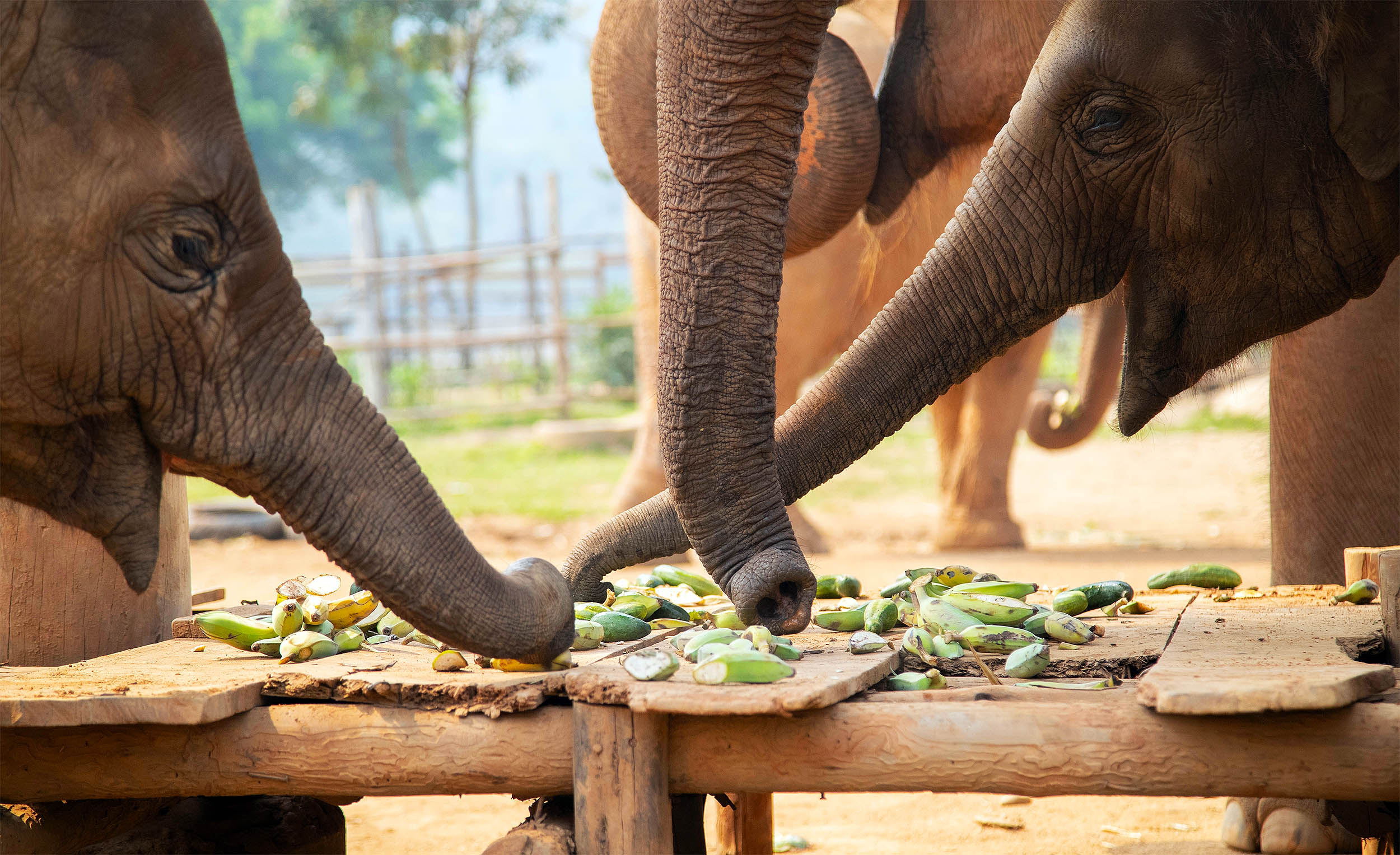Elephants have tiny whiskers on their trunks that work like sensors
