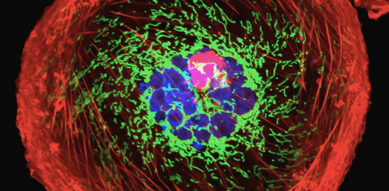 What is a ‘cancer gene’? How genetic mutations lead to cancer