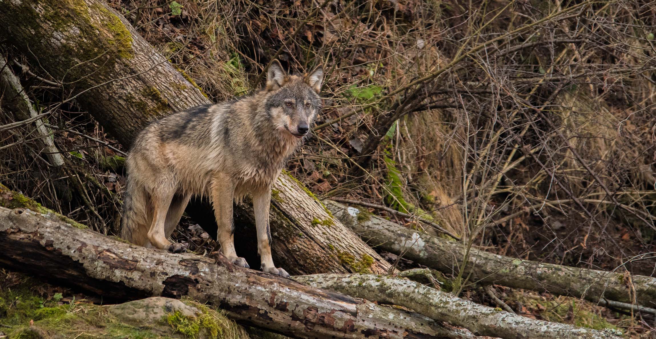Ice Age fossils reveal how modern wolves are adapting to climate change