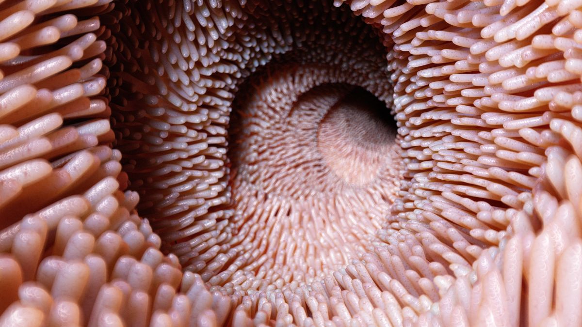 Poop From Young Donors Reverses Age-Related Decline in The Guts of Older Mice : ScienceAlert