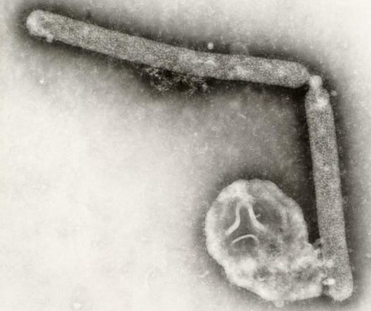 Cambodia reports 1st human H5N1 avian influenza case of 2026