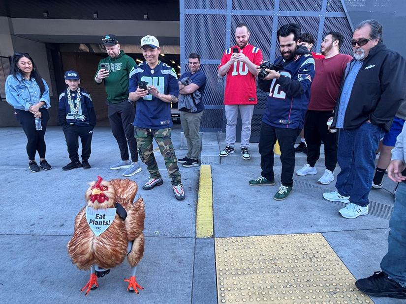 ‘Hands Off My Breasts!’ PETA’s AI-Powered Robo-Chicken to Hand Out Bird-Friendly Bites at Super Bowl LX
