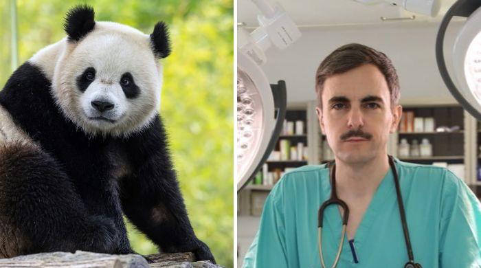 Are UK GPs going extinct? BMA makes shocking Panda comparison