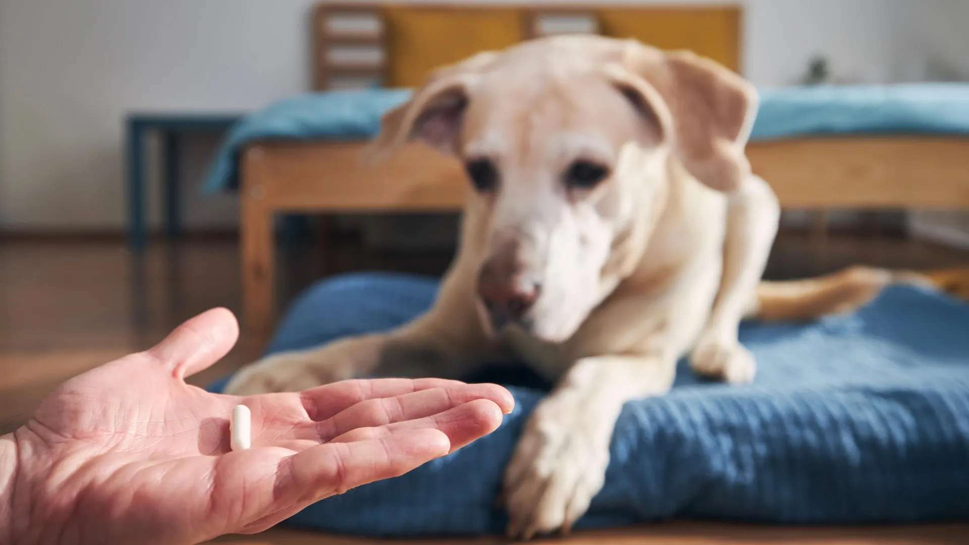 Flea and tick treatments for dogs and cats may be harming wildlife