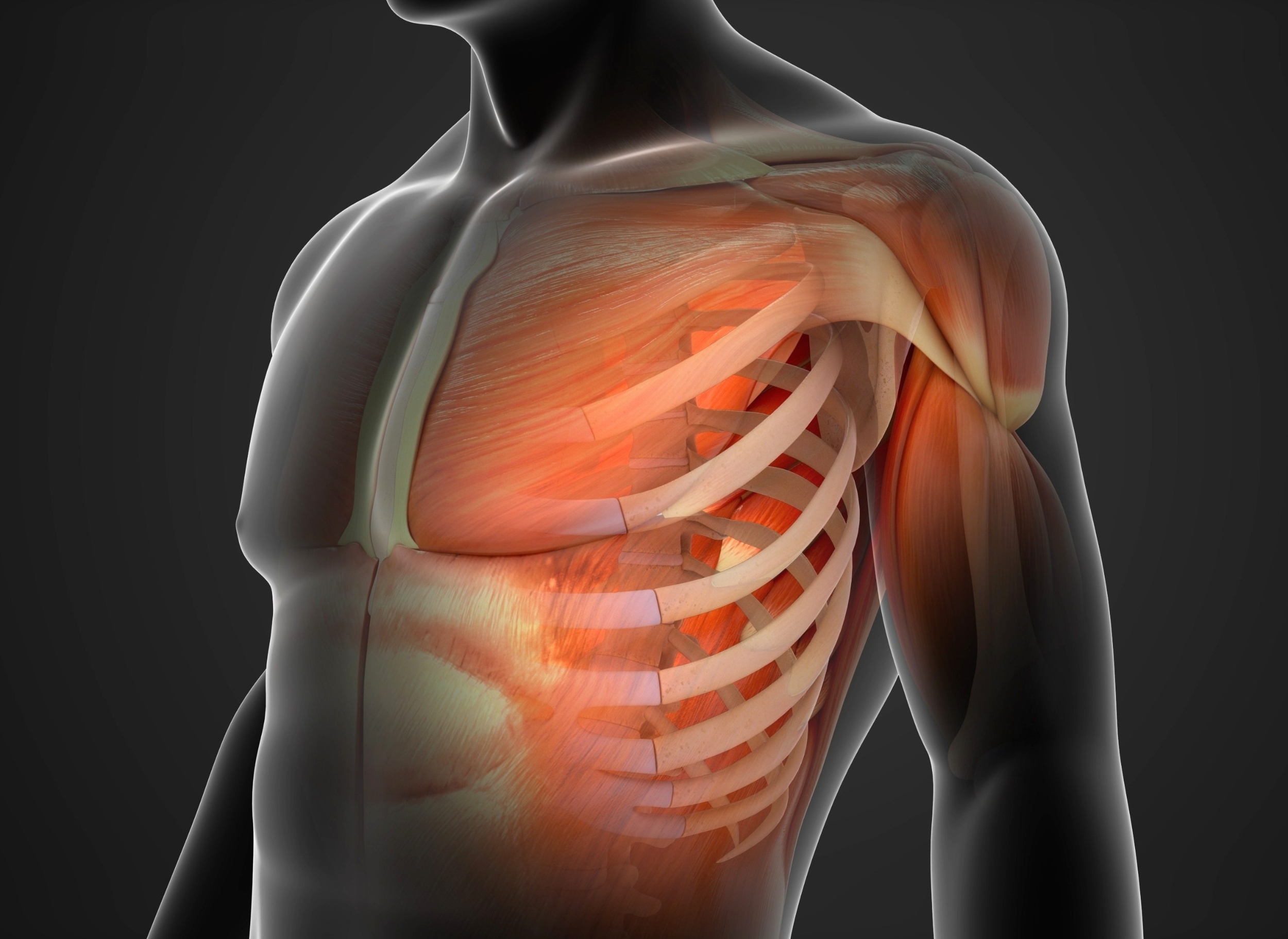 Muscles remember past inactivity and react differently with age