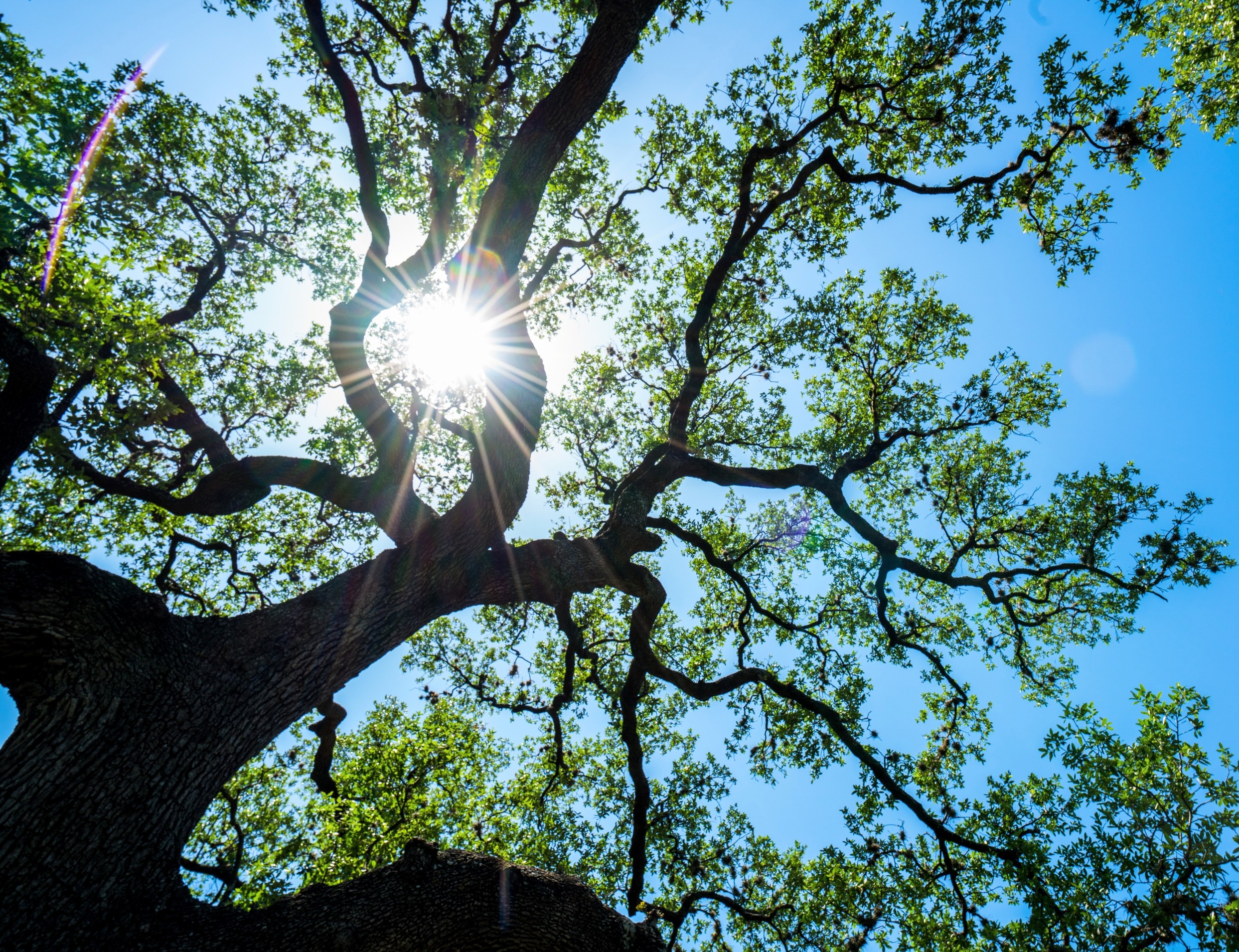Oak trees rely on microbes to survive drought and disease