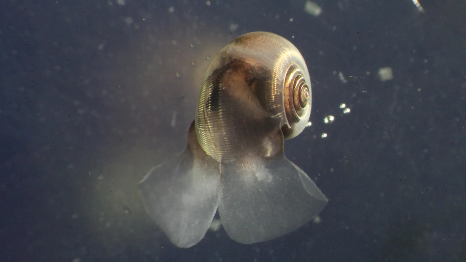 Scientists warn climate models are missing a key ocean player