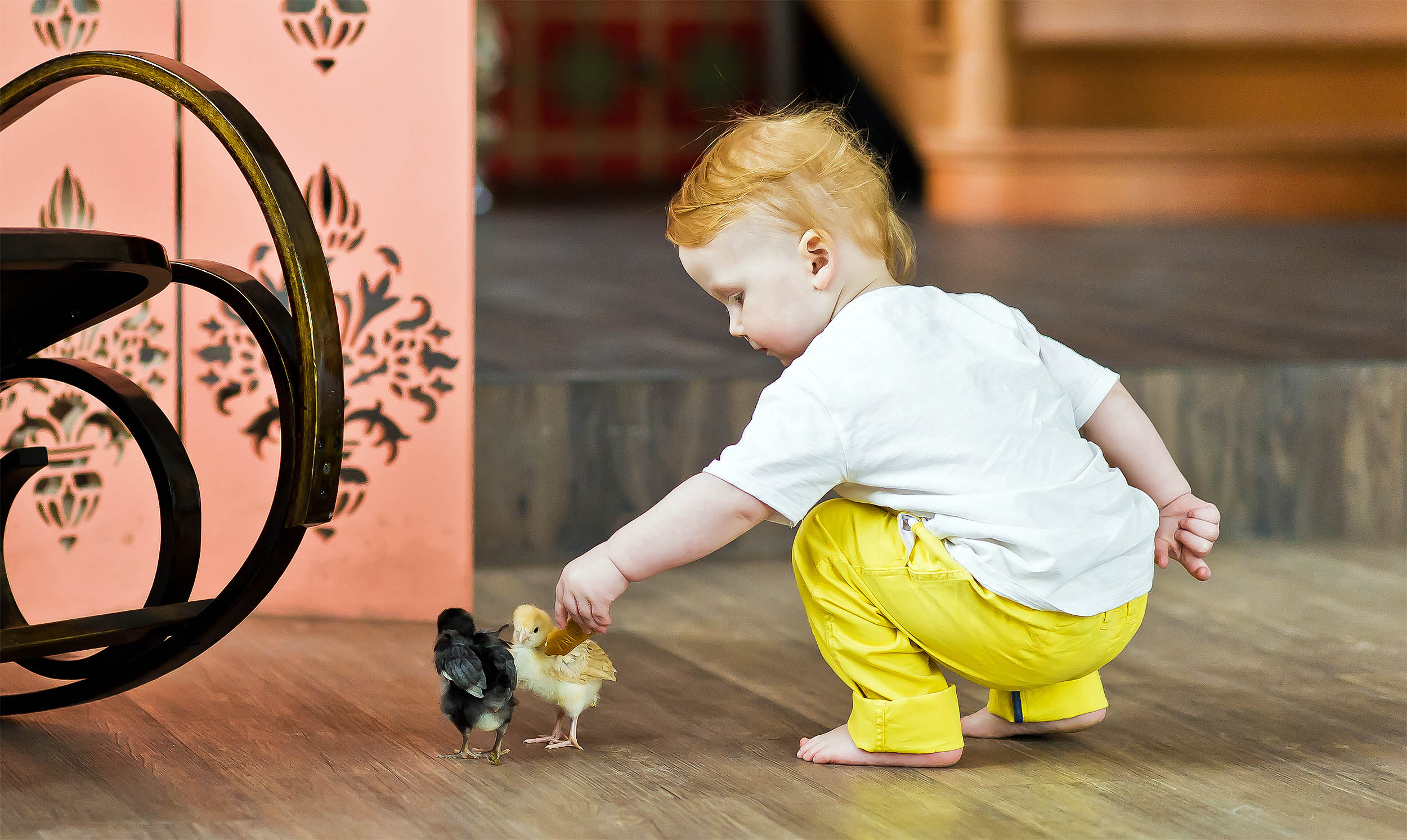 Human redheads and orange birds share a cellular ‘superpower’