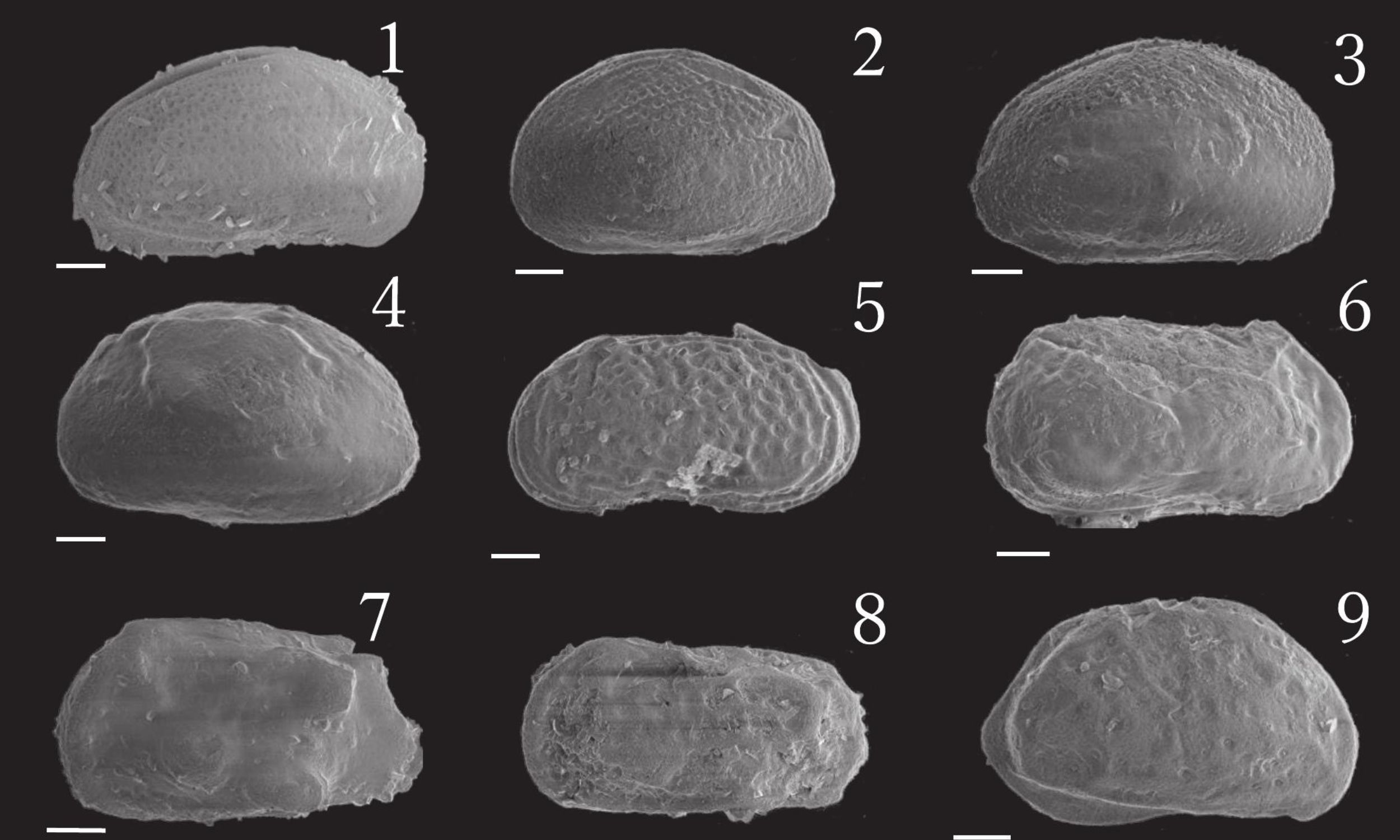 Seed-sized creature reveals how oceans moved 5 million years ago