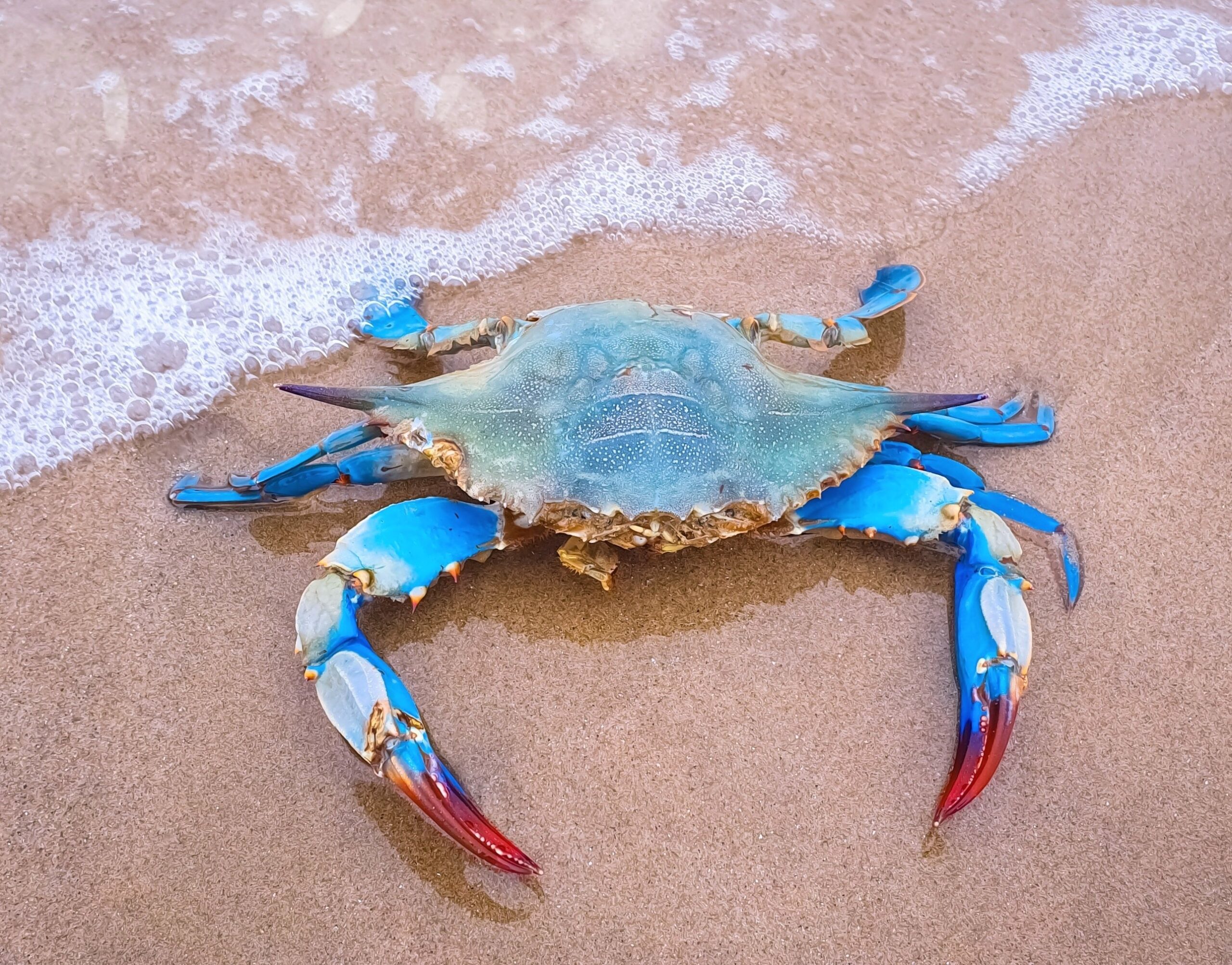 Oysters help protect blue crabs from a deadly parasite
