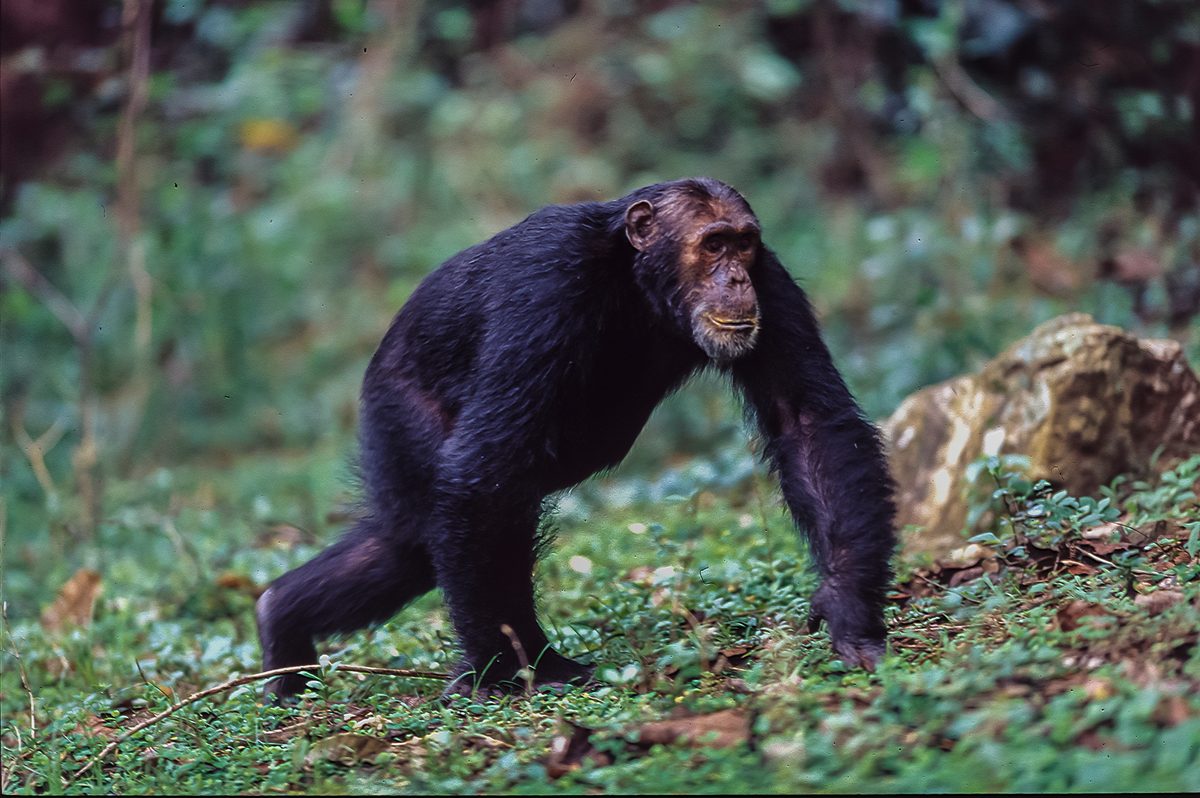 “22% of US men believe they could beat a chimpanzee in a fight” – Here’s how humans actually stack up against the world’s 10 strongest primates