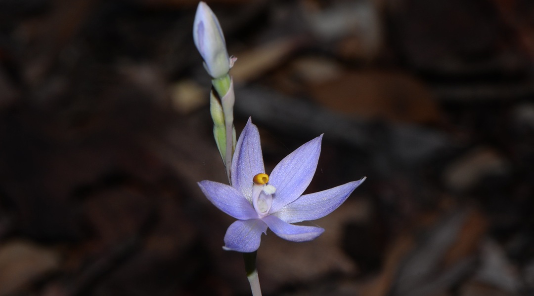 Sun orchids successfully trick bees with false anthers