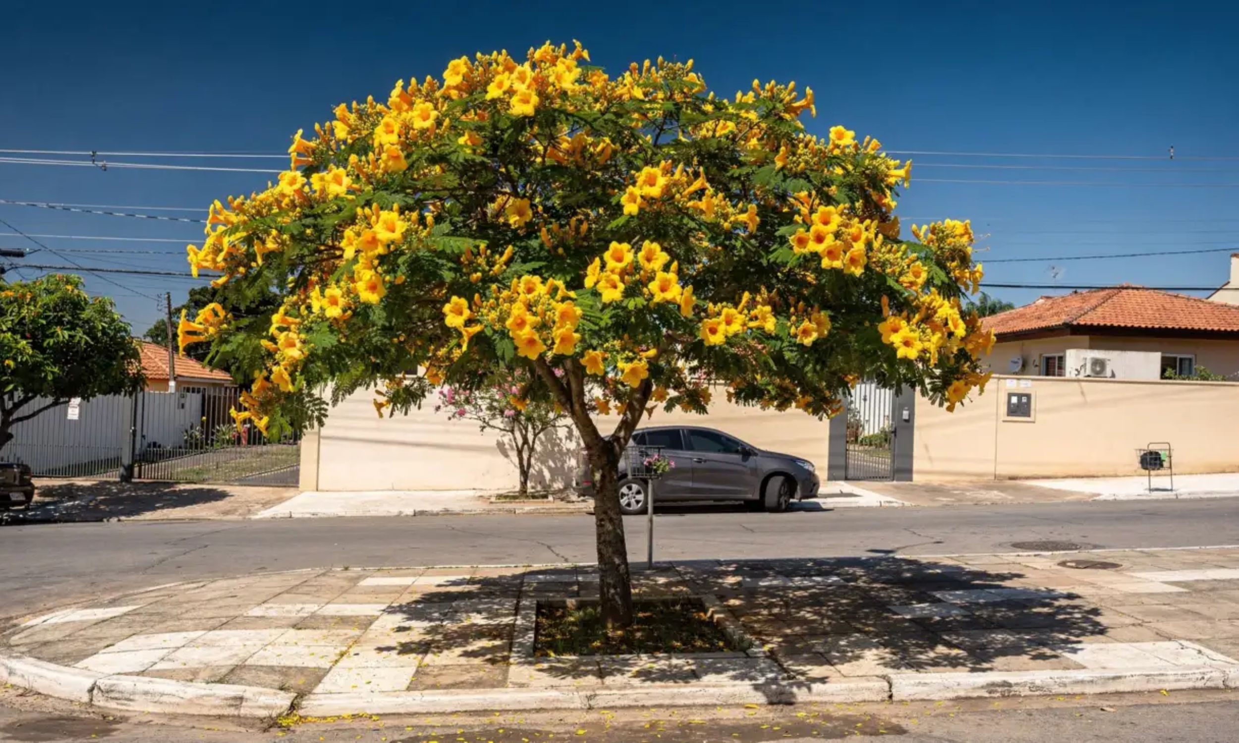 Popular trumpet tree shifts from favorite to invasive in Brazil