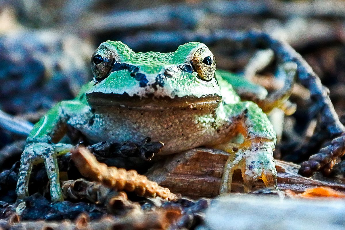 Climate change is making frogs ‘sexier’, scientists say