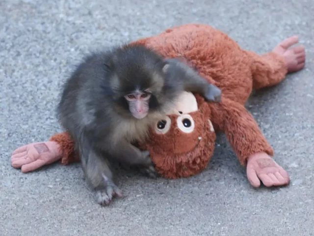 IKEA orangutan plush sells out after viral baby monkey story