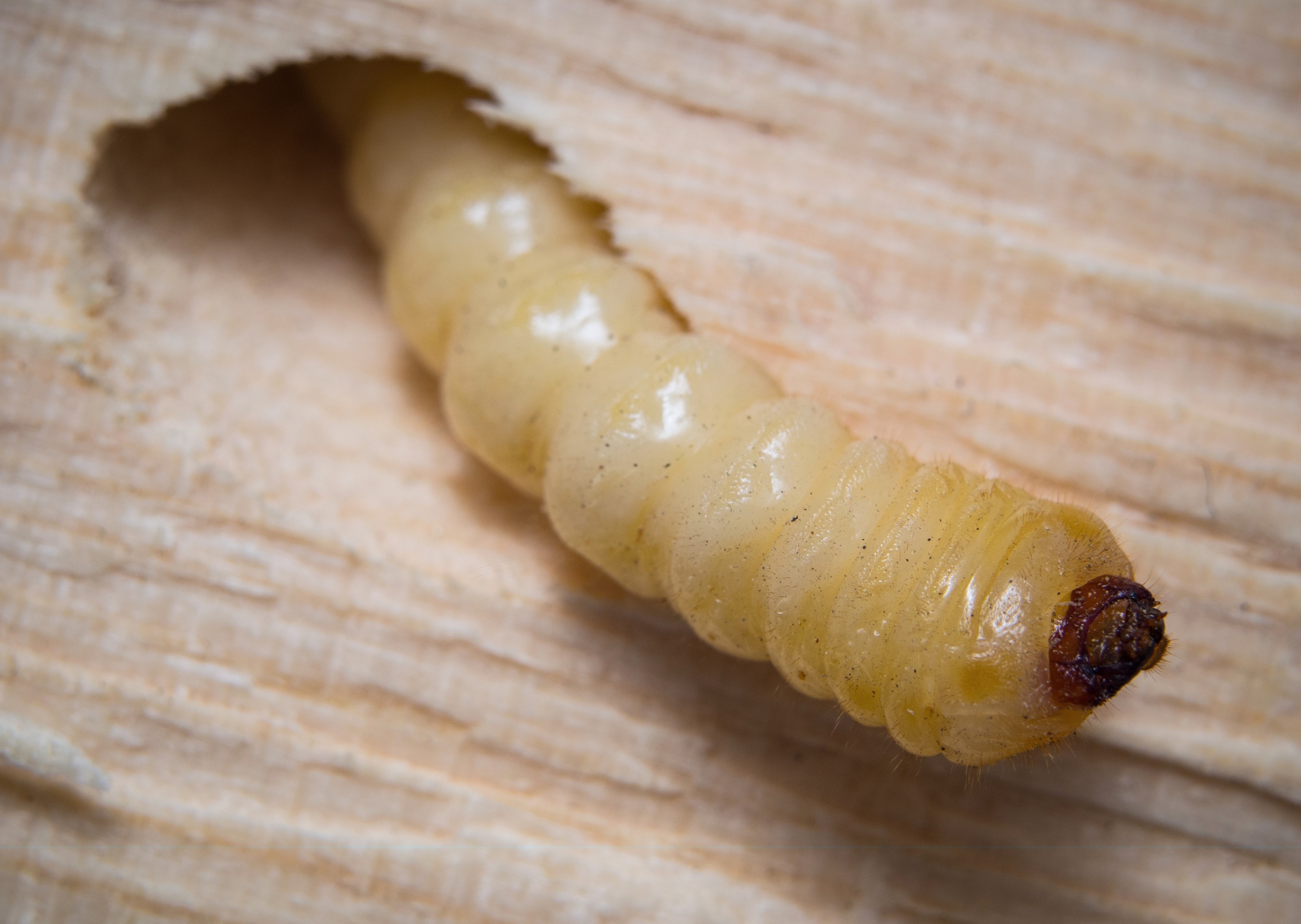 Scientists create glowing wax moths to study infections