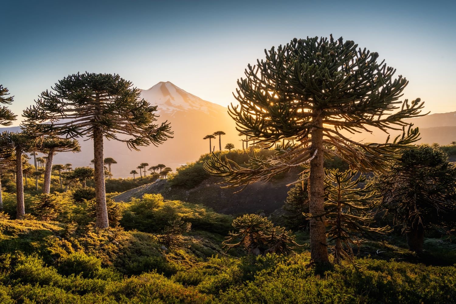 IATA Wings of Change Americas Conference to Be Hosted in Santiago de Chile