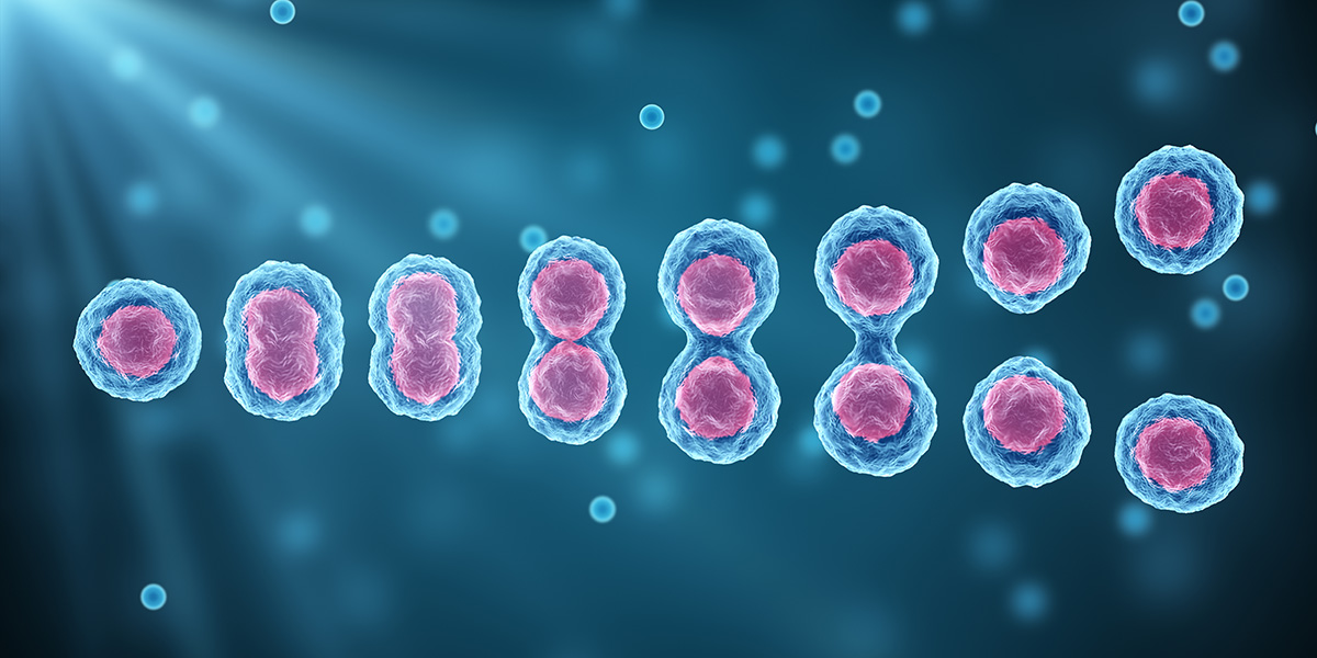 How stem cells know when to divide