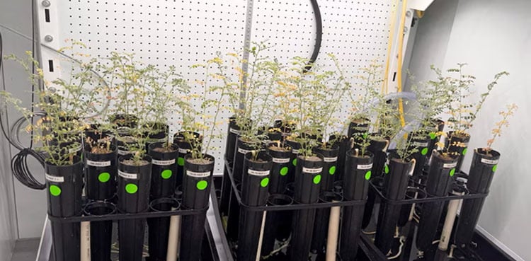 Scientists grow chickpeas in ‘moon dirt’