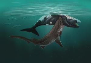 Study uncovers the feeding secrets of sharks 5 million years ago
