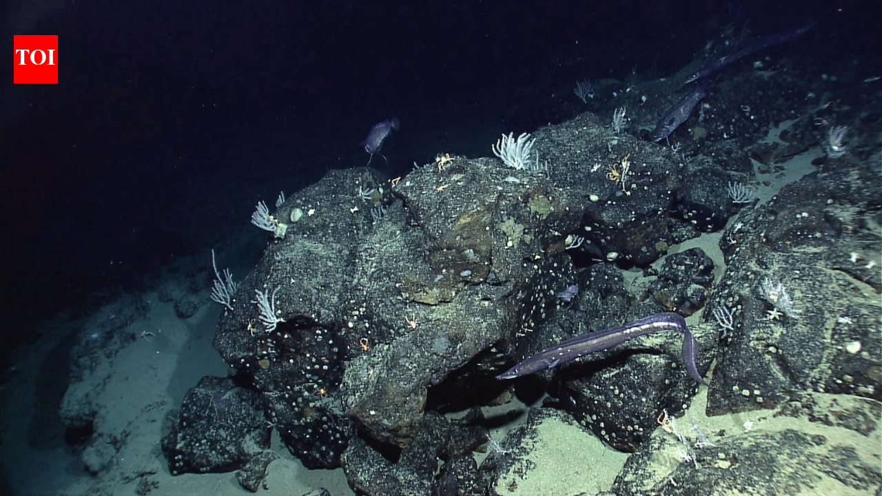 NASA’s seafloor map: How scientists mapped the ocean floor from space |